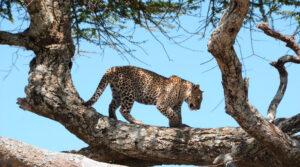 Ein Leopard läuft auf einem Baum.