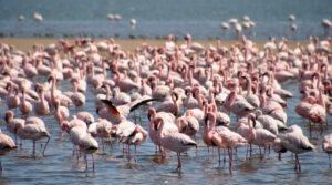 Eine Gruppe Flamingos in Namibia.