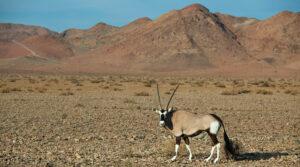 Ein Gemsbock in Namibia, ein ikonisches Safari Tier in Namibia.