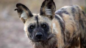 Eine Nahaufnahme eines afrikanisfchen Wildhundes, ein seltener Wildtiermoment Namibias.