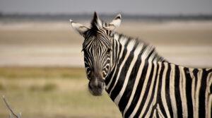 Ein Zebra im Etosha Nationalpark, das in die Kamera schaut.