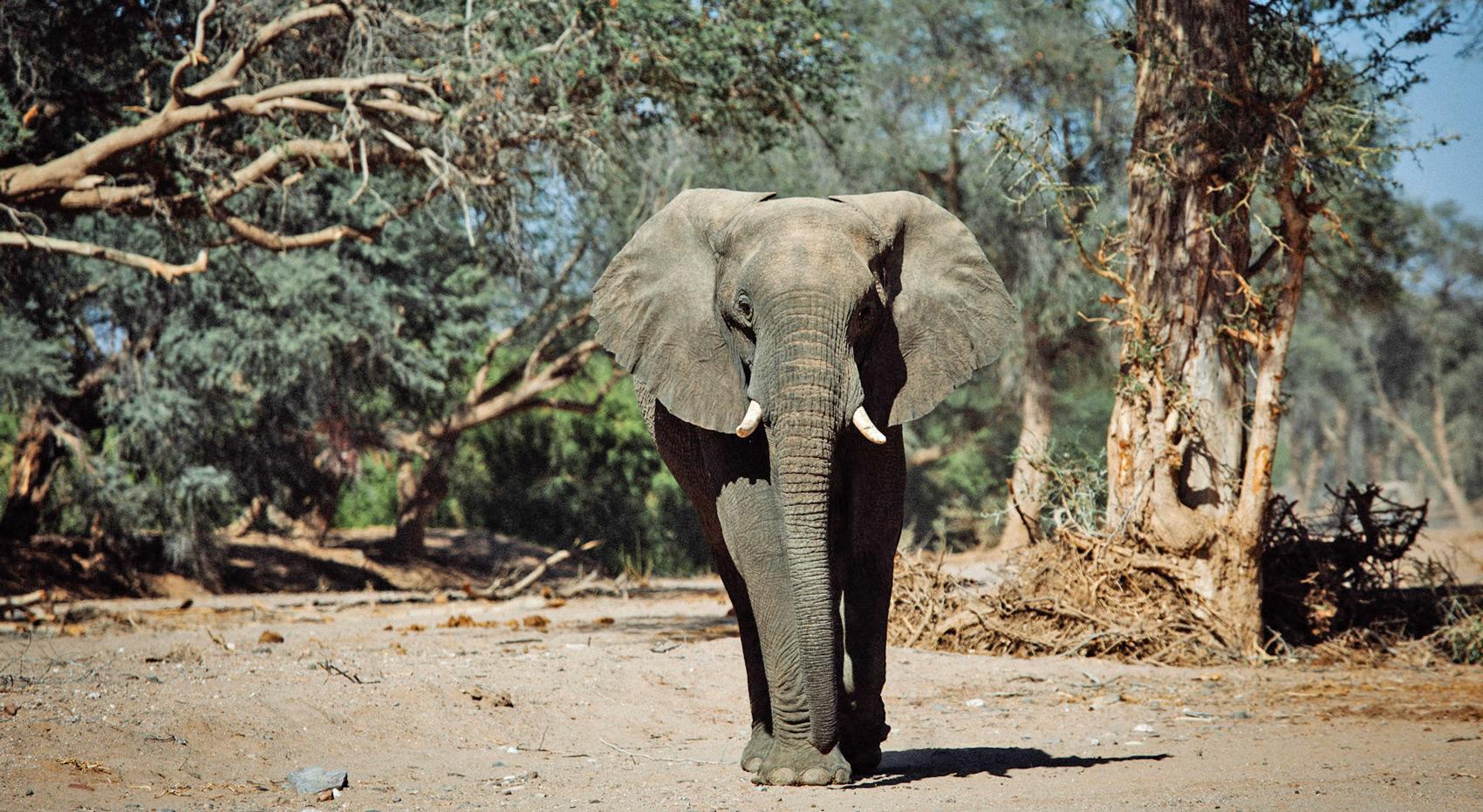 A desert adapted elephant in Damaraland.