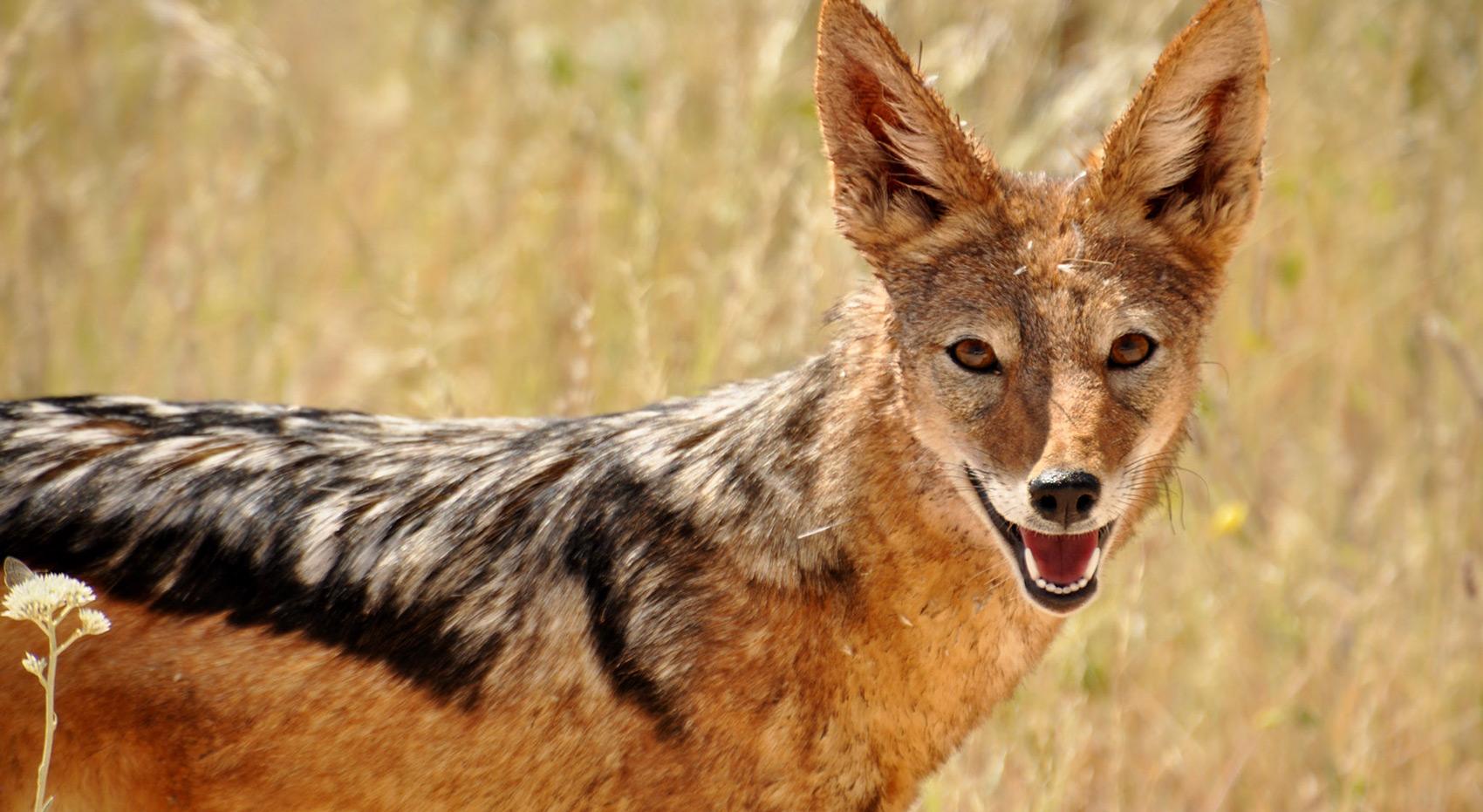 A black backed jackal in Etosha National Park.