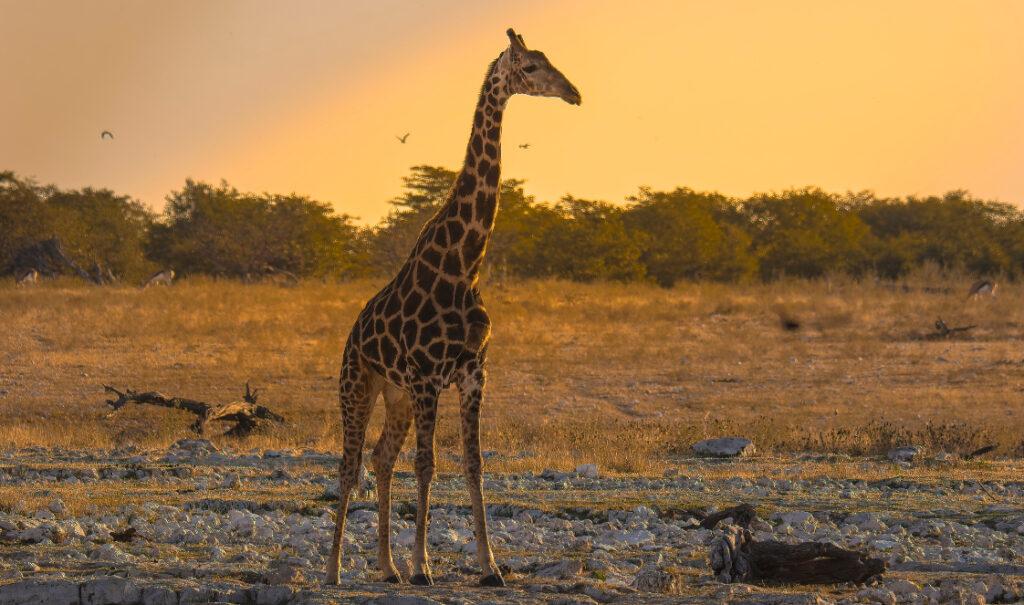 At dusk, a giraffe comes to a water hole in Etosha National Park to drink while birds fly in the background.