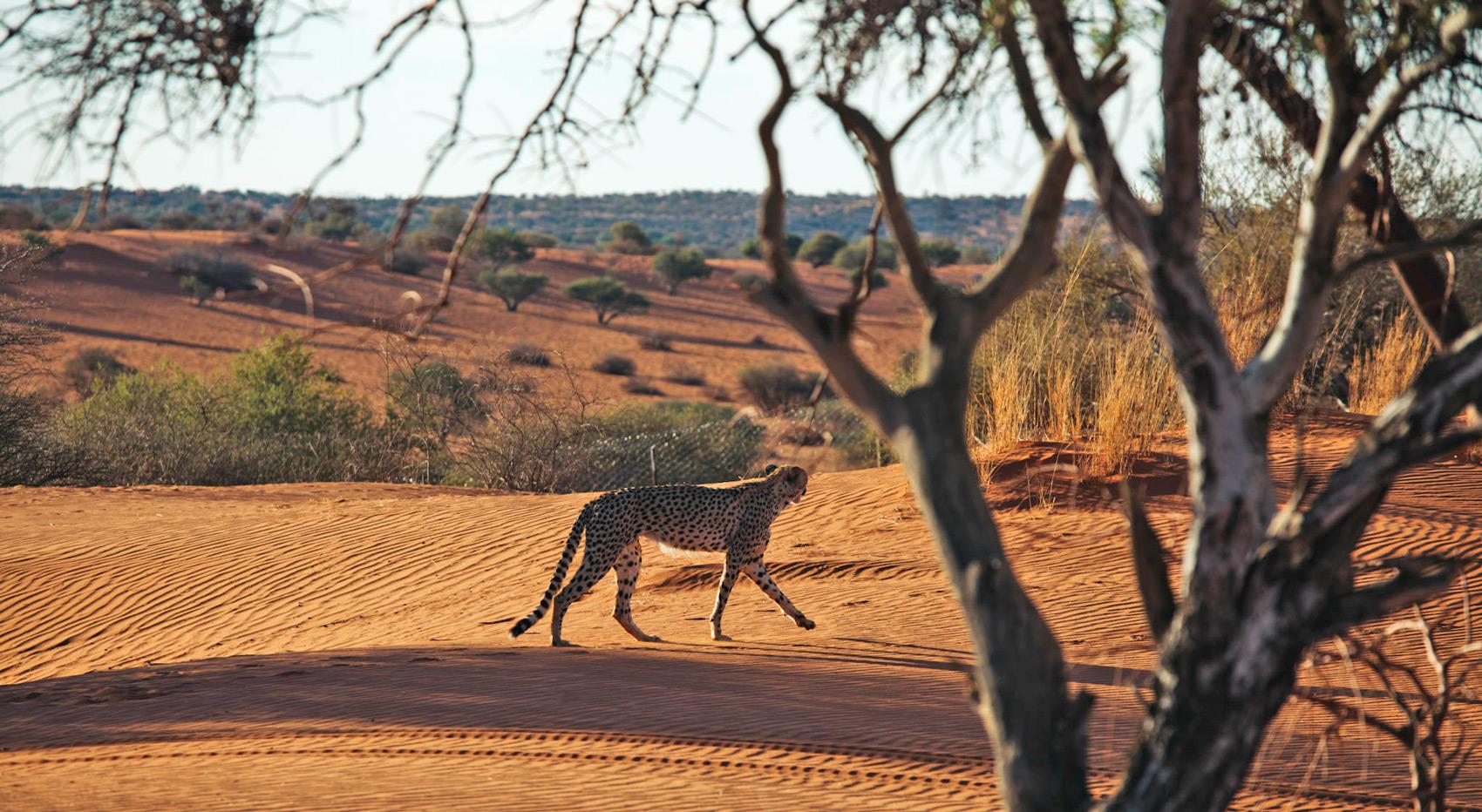 A picture of a cheetah walking in the Kalahari.