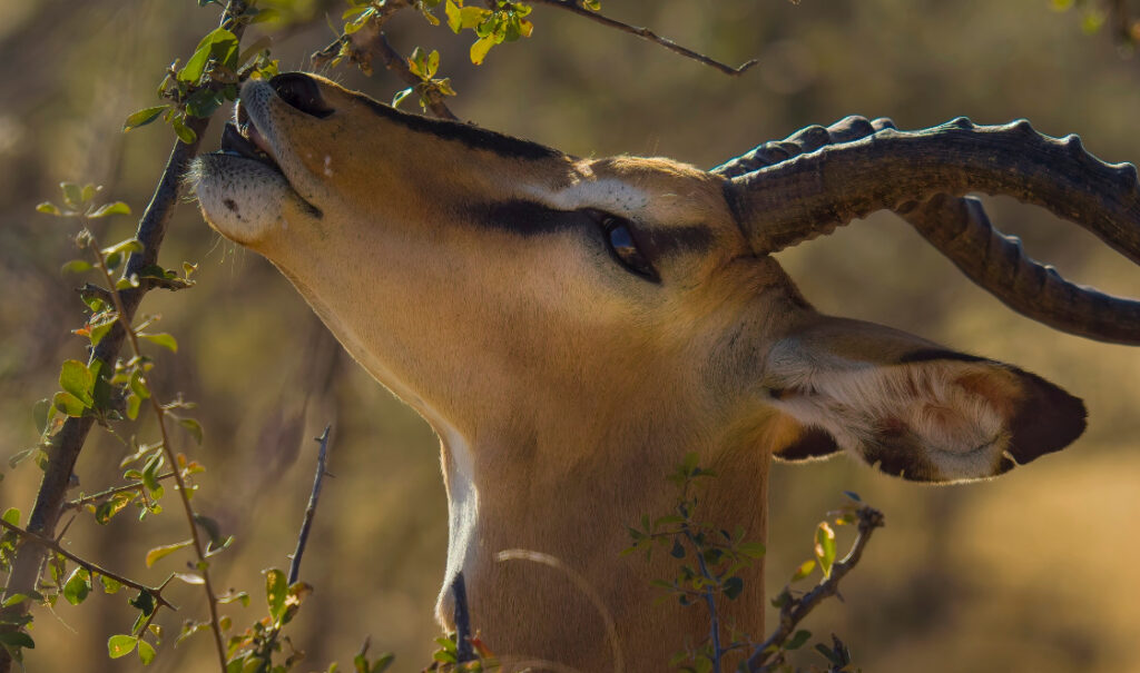 A close-up view of an antelope head browsing a tall bush.