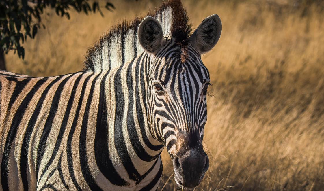 A zebra walking through tall golden grass in Namibia.