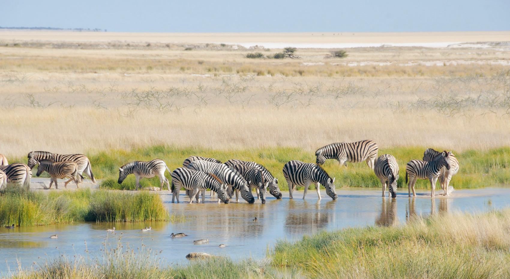 Zebras trinken an einem Wasserloch im Etosha Nationalpark. Zebras trinken an einem Wasserloch im Etosha Nationalpark.