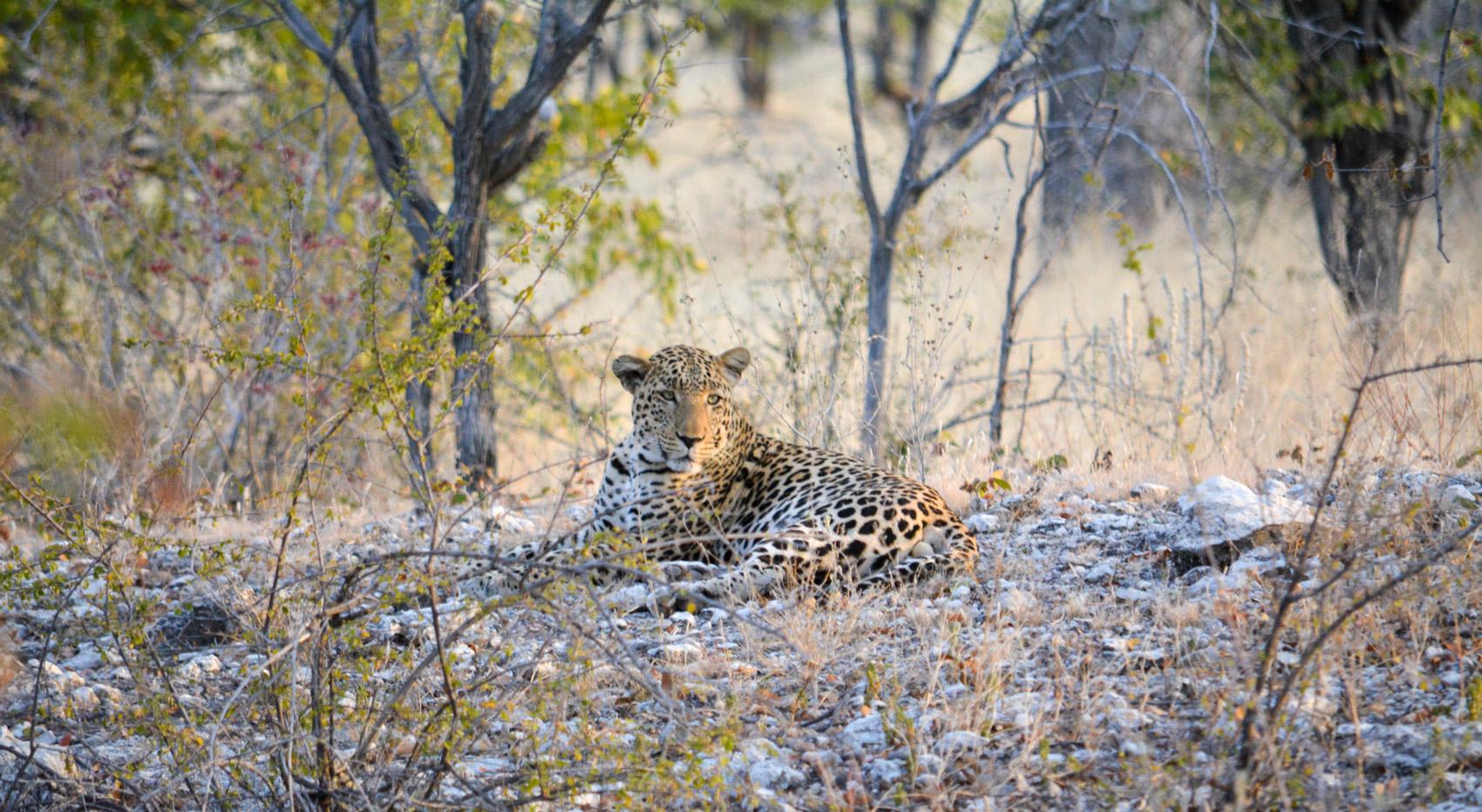 A leopard in Etosha, Namibia. A leopard in Etosha, Namibia.