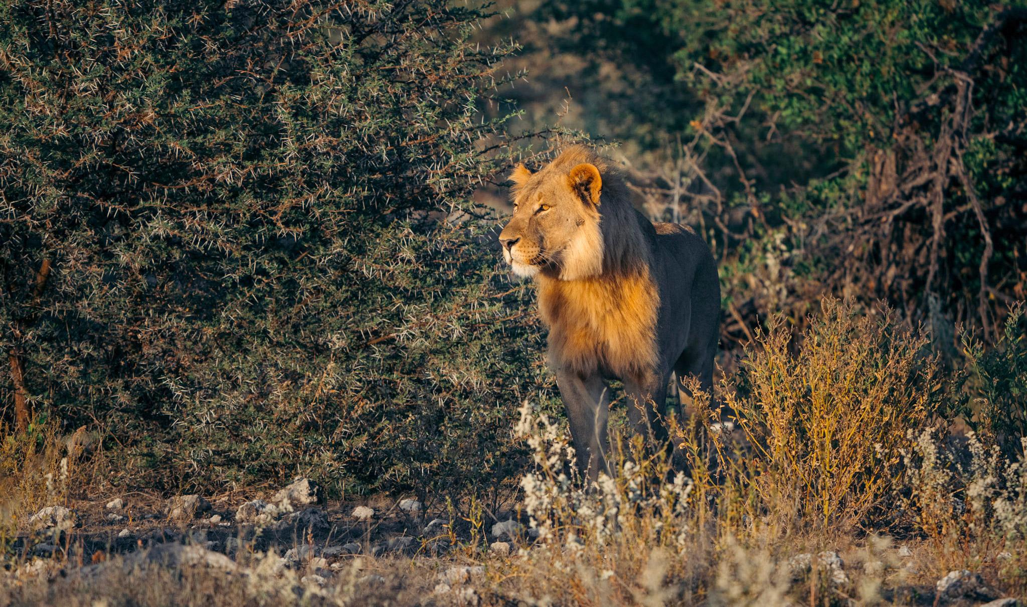 A male lion in Etosha National park.