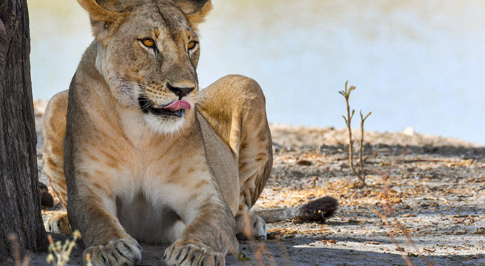 Lioness at a waterhole in Etosha National Park. Lioness at a waterhole in Etosha National Park.