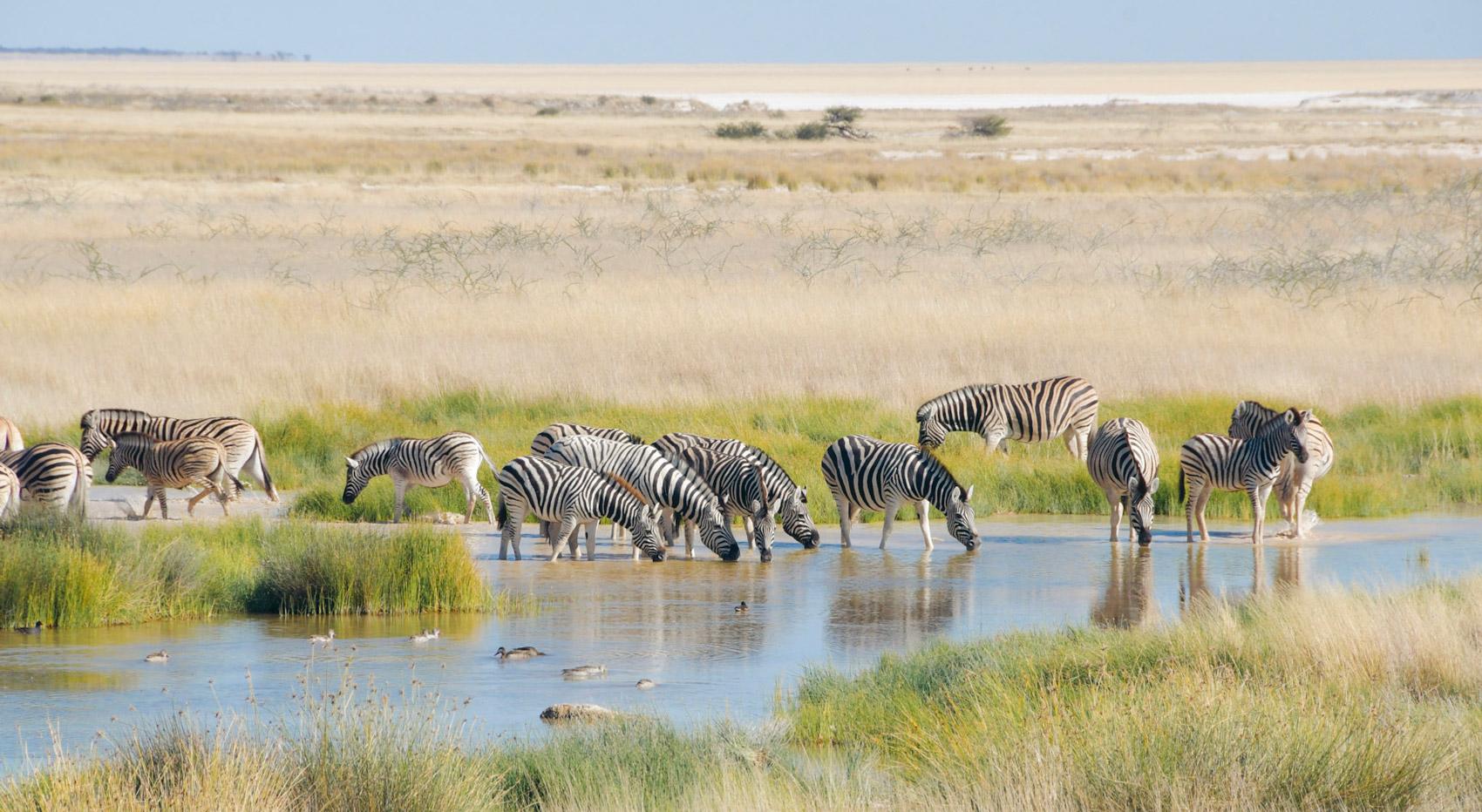 Zebras around a waterhole in Etosha National Park. Zebras around a waterhole in Etosha National Park.