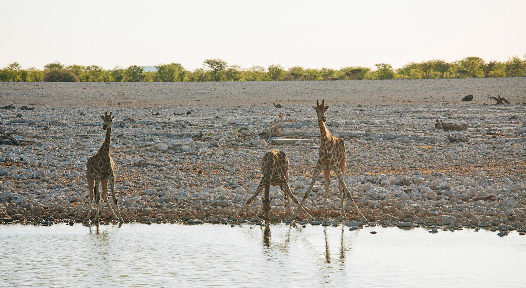 Giraffe drinking from a waterhole in Etosha National Park. Giraffe drinking from a waterhole in Etosha National Park.